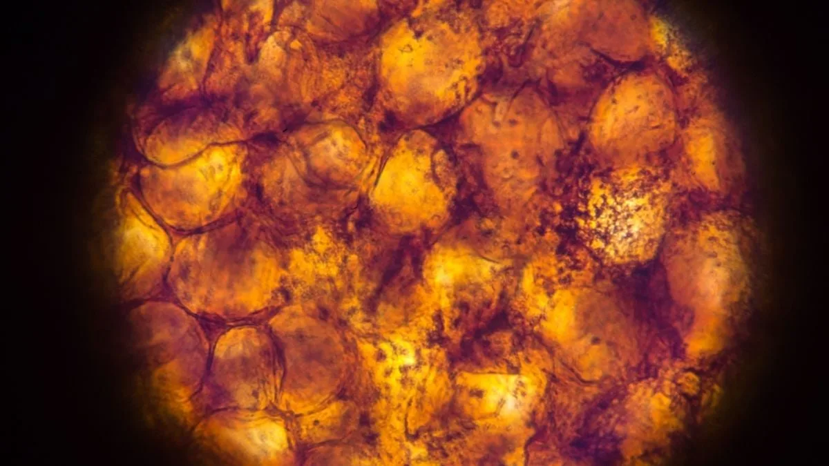 adiposeCells