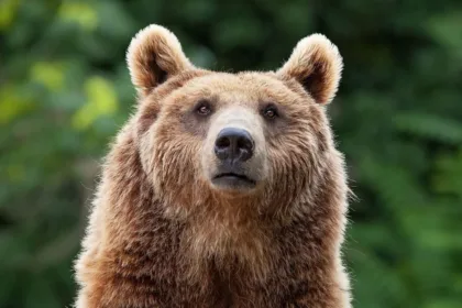 bear alert