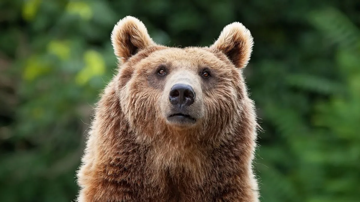 bear alert