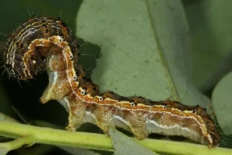 cotton bollworm
