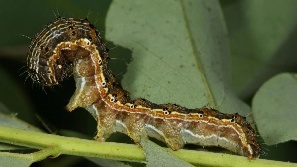 cotton bollworm