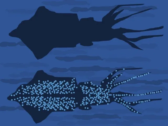 'چراغ قوه بیولوژیکی': بزرگترین مهرهدار درخشان جهان ممکن است از نور خود برای شکار طعمه استفاده کند