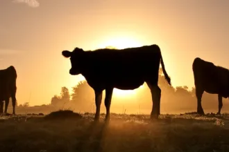 cows in field
