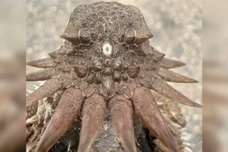 cyclops eye lizard