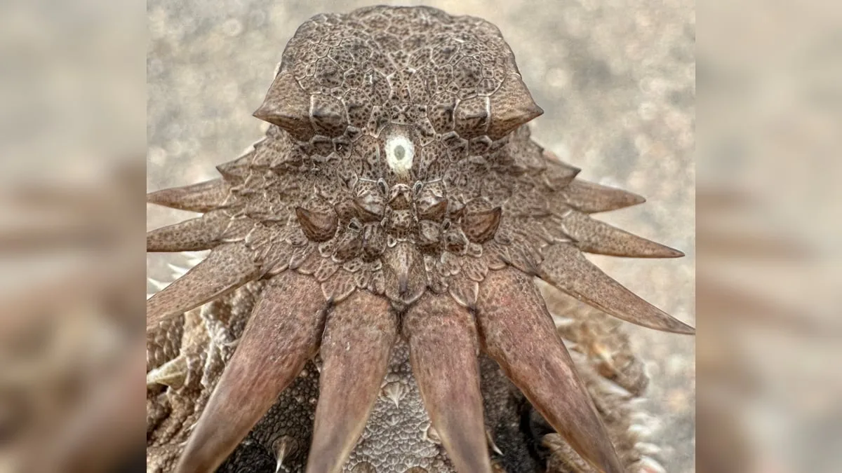 cyclops eye lizard