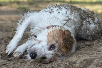 dirty dog