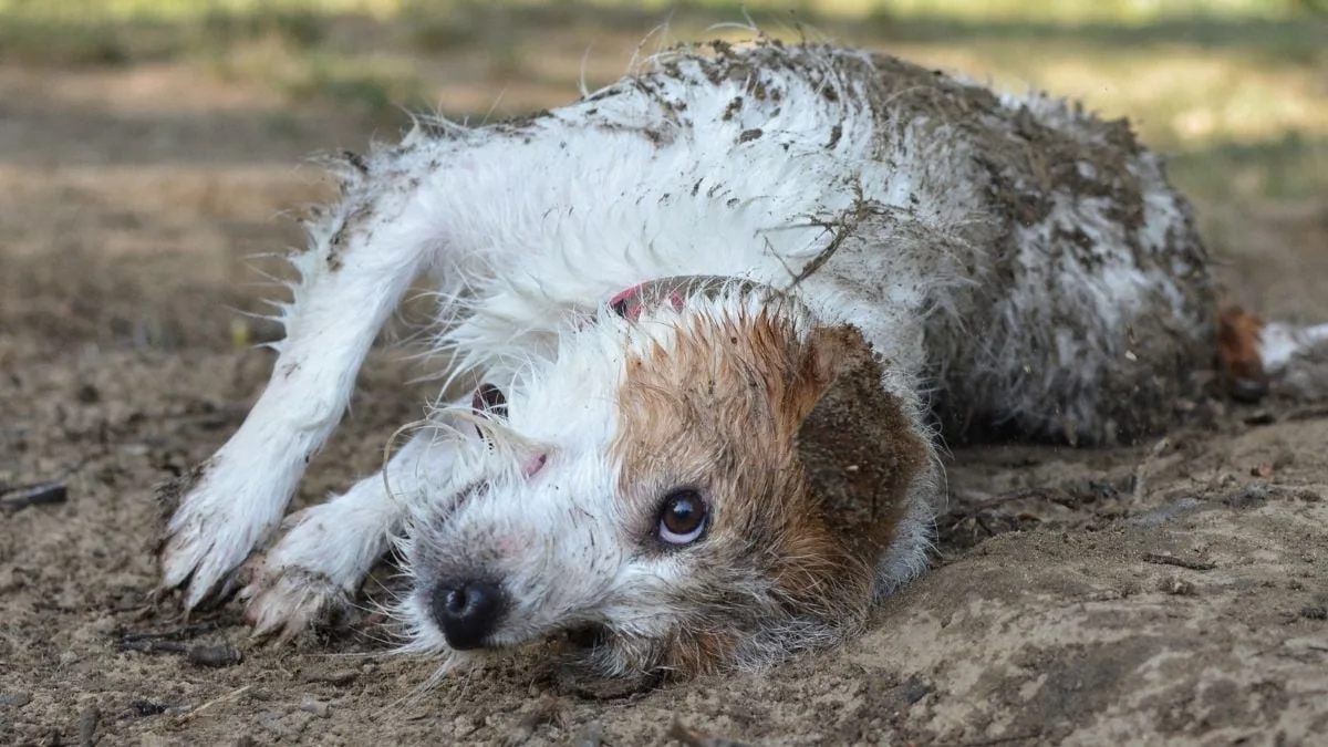 dirty dog