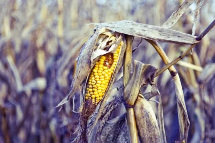 dying corn