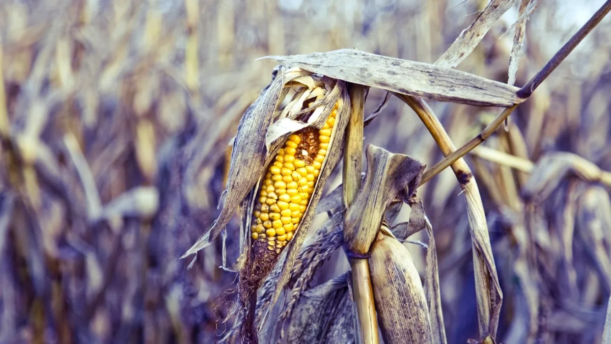 dying corn