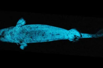 glowshark