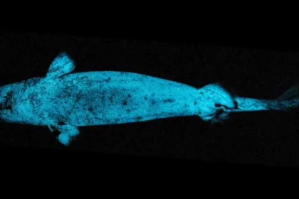 glowshark
