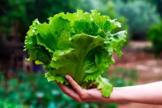 lettuce in hand