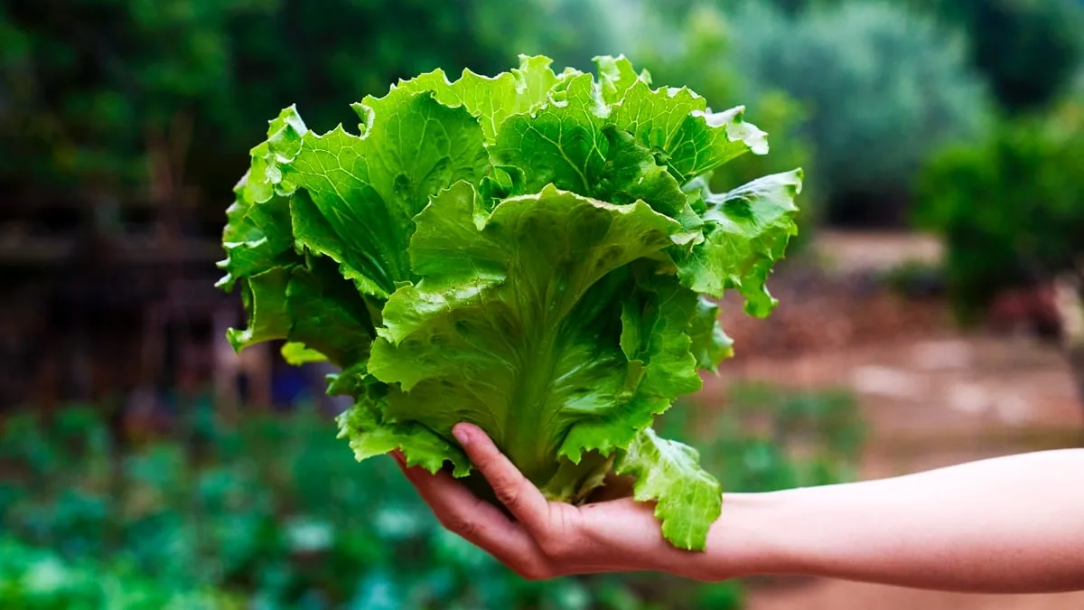 lettuce in hand
