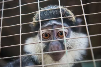 mona monkey cage