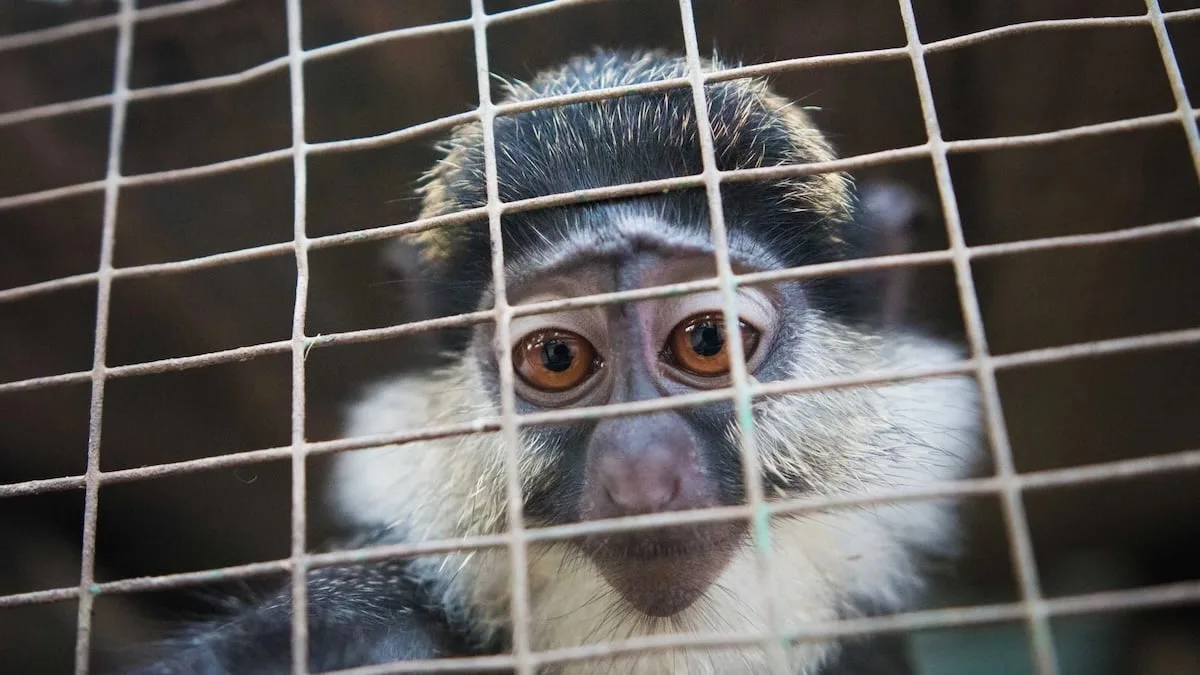 mona monkey cage