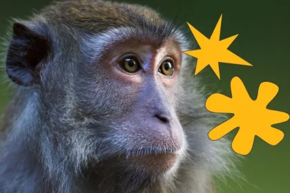 monkey bouba kiki