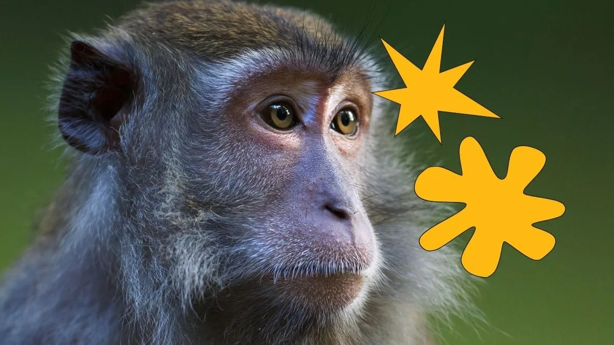 monkey bouba kiki