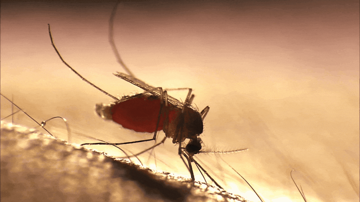 mosquito