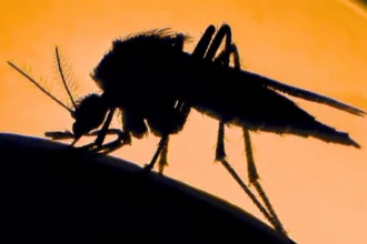 mosquito dna header
