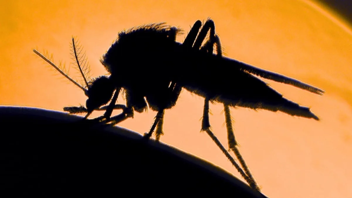mosquito dna header