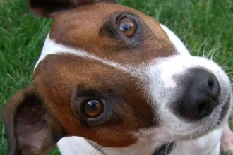 dog brain