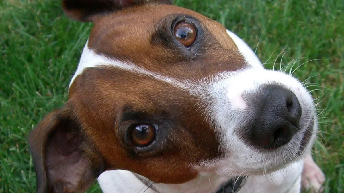 dog brain